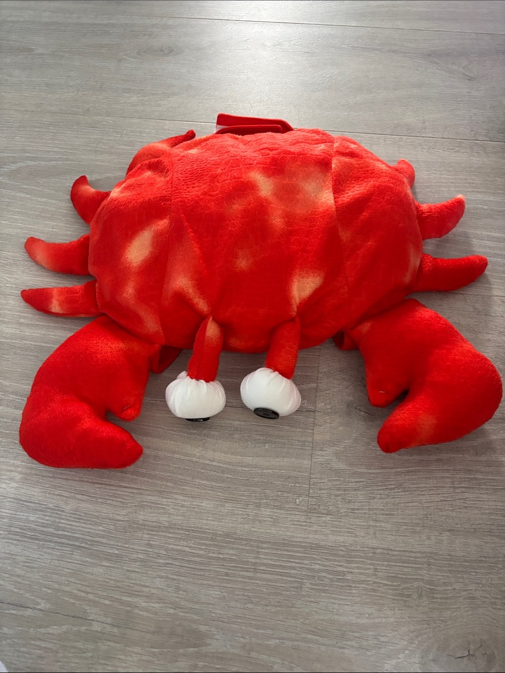 Crab costume fits on the back of an xl dog